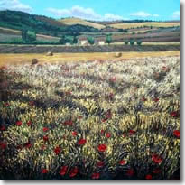 Poppy Fields in Italy