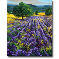 Lavender Fields - France, Nestled in the Hills
