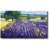 The Colors Of Provence