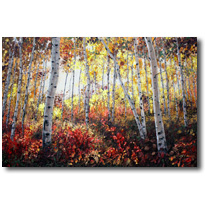 Sunlit Fall